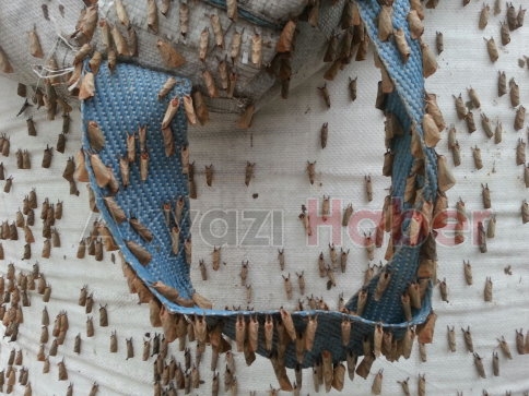 Kelebekler Heryerdeler