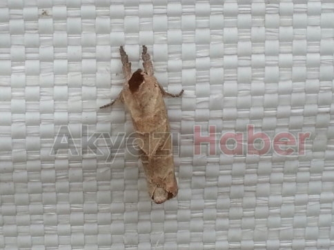 Kelebekler Heryerdeler