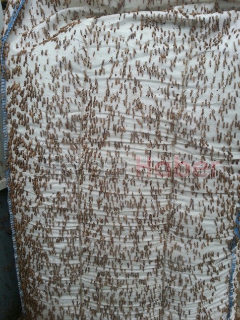 Kelebekler Heryerdeler