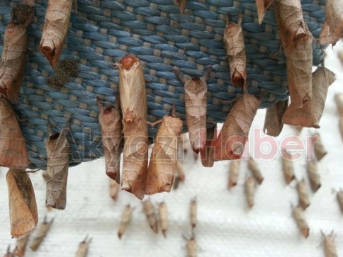 Kelebekler Heryerdeler