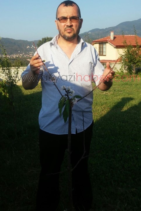 Akyazı'da Kiraz Ağacı Eylül Ayında Çiçek Açtı