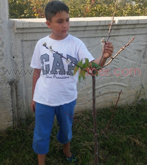 Akyazı'da Kiraz Ağacı Eylül Ayında Çiçek Açtı