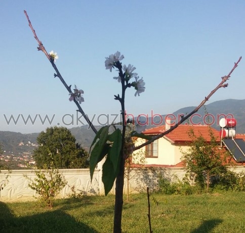 Akyazı'da Kiraz Ağacı Eylül Ayında Çiçek Açtı