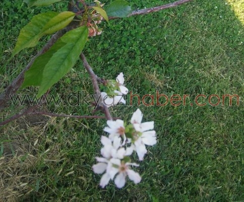 Akyazı'da Kiraz Ağacı Eylül Ayında Çiçek Açtı