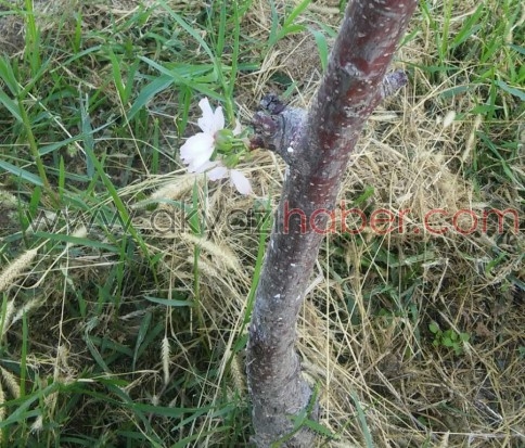 Akyazı'da Kiraz Ağacı Eylül Ayında Çiçek Açtı