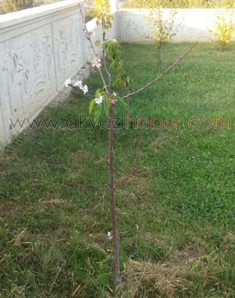 Akyazı'da Kiraz Ağacı Eylül Ayında Çiçek Açtı