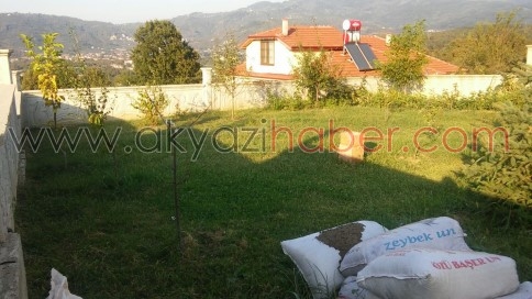 Akyazı'da Kiraz Ağacı Eylül Ayında Çiçek Açtı