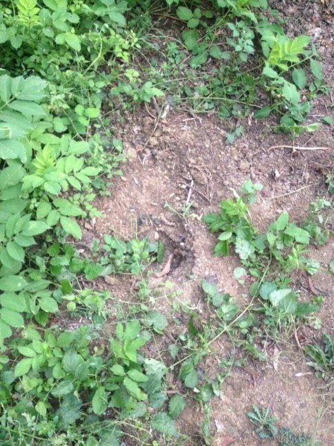 Akyazı İlçe Jandarma Ekiplerinden Başarılı Esrar Operasyonu