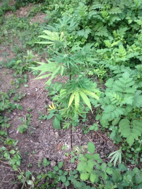 Akyazı İlçe Jandarma Ekiplerinden Başarılı Esrar Operasyonu