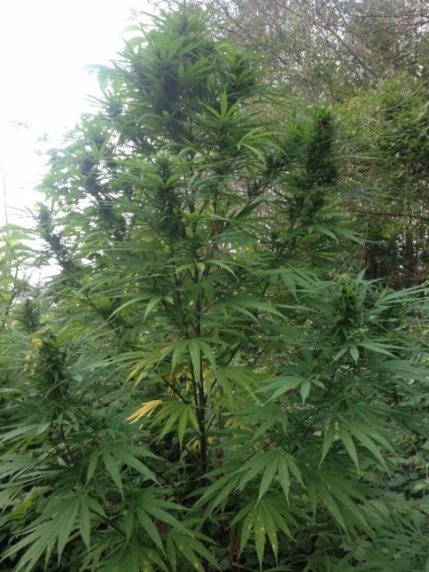 Akyazı İlçe Jandarma Ekiplerinden Başarılı Esrar Operasyonu