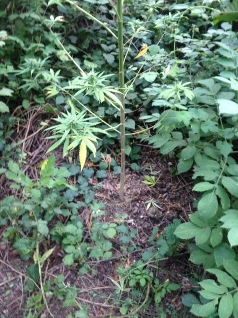 Akyazı İlçe Jandarma Ekiplerinden Başarılı Esrar Operasyonu