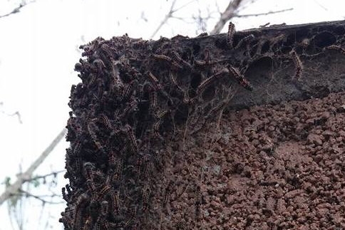 Önce Kelebekler İstila Etti Şimdi Tırtıllar