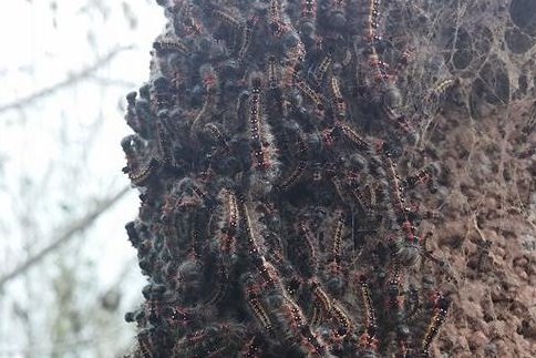 Önce Kelebekler İstila Etti Şimdi Tırtıllar