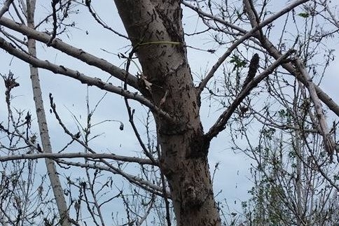 Önce Kelebekler İstila Etti Şimdi Tırtıllar