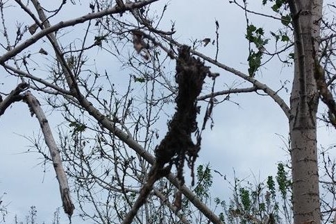 Önce Kelebekler İstila Etti Şimdi Tırtıllar