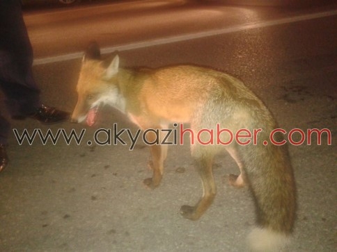 Aç Kalınca Şehre İnen Tilki Az Kalsın Canından Oluyordu