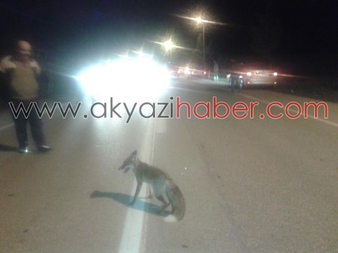 Aç Kalınca Şehre İnen Tilki Az Kalsın Canından Oluyordu