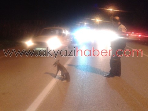 Aç Kalınca Şehre İnen Tilki Az Kalsın Canından Oluyordu