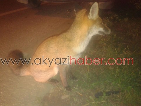 Aç Kalınca Şehre İnen Tilki Az Kalsın Canından Oluyordu
