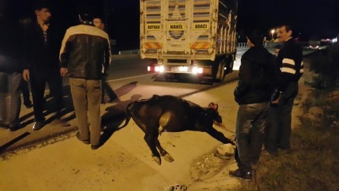 Kaza Sonrası İnek Telef Oldu
