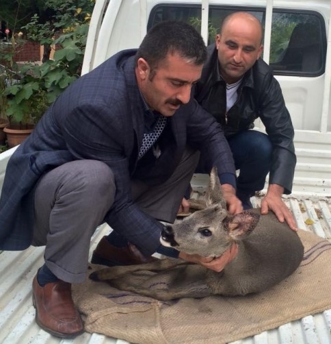 YOLUNU ŞAŞIRAN YAVRU GEYİK 