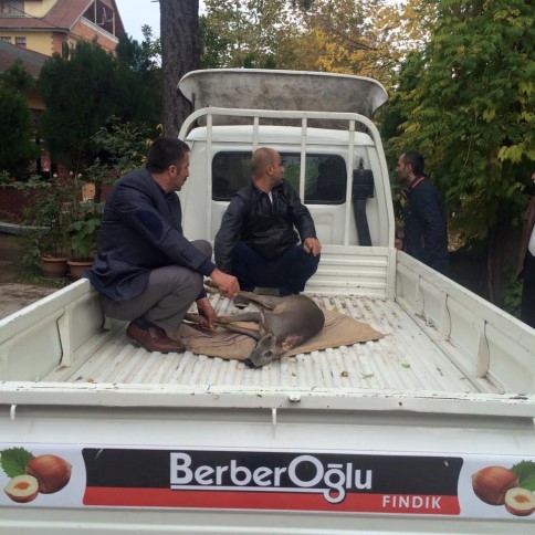 YOLUNU ŞAŞIRAN YAVRU GEYİK 