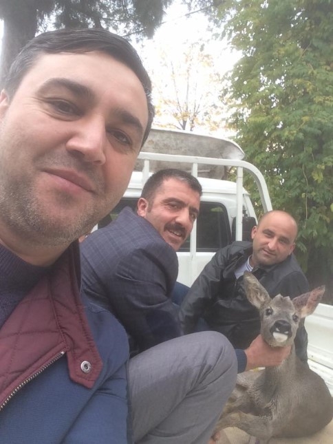 YOLUNU ŞAŞIRAN YAVRU GEYİK 