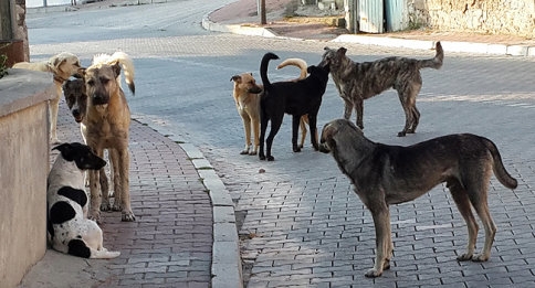 Sağlık İşleri Müdürlüğünden Sahipsiz Sokak Hayvanları İçin Sağduyu Çağrısı
