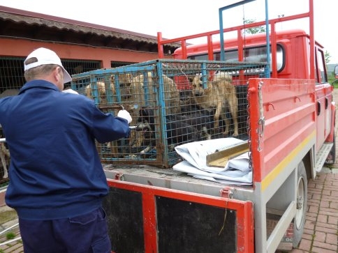 Sağlık İşleri Müdürlüğünden Sahipsiz Sokak Hayvanları İçin Sağduyu Çağrısı