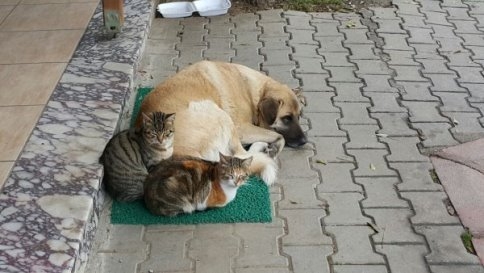 Kedi İle Köpeğin Dostluğu Görenleri Hayret İçinde Bıraktı