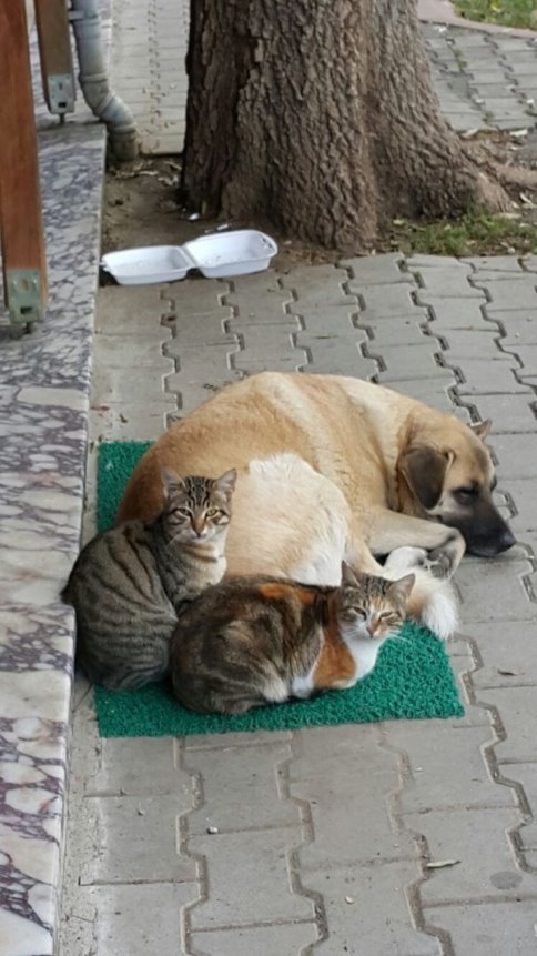 Kedi İle Köpeğin Dostluğu Görenleri Hayret İçinde Bıraktı