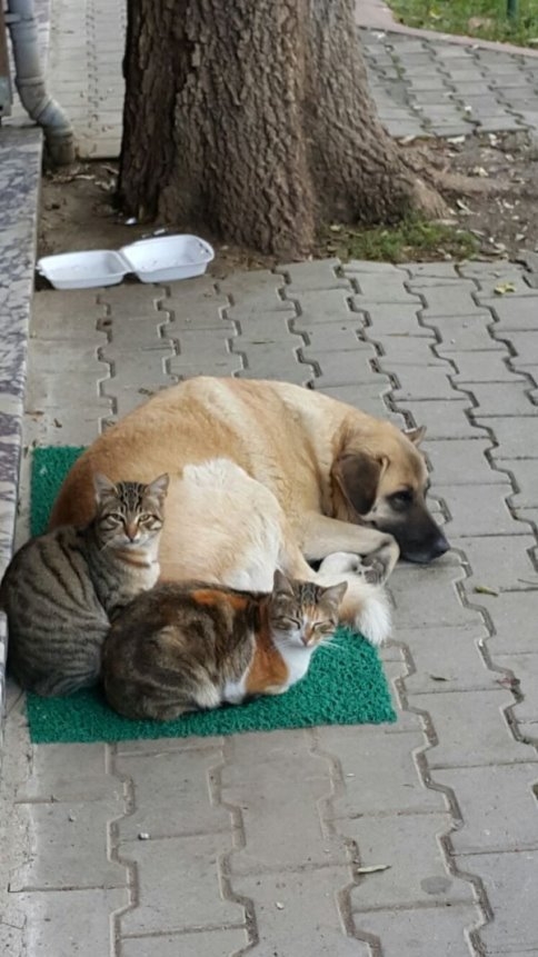 Kedi İle Köpeğin Dostluğu Görenleri Hayret İçinde Bıraktı