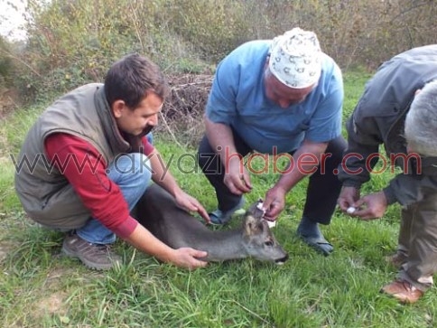 Yaralı Karaca Tedavi Edildi