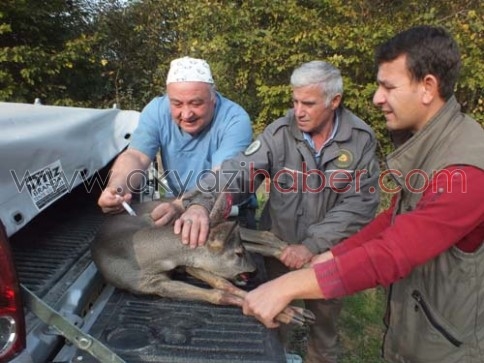 Yaralı Karaca Tedavi Edildi