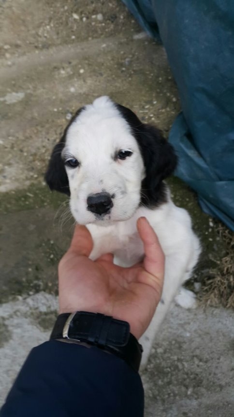 Setter Cinsi Av Köpeği Kayıp