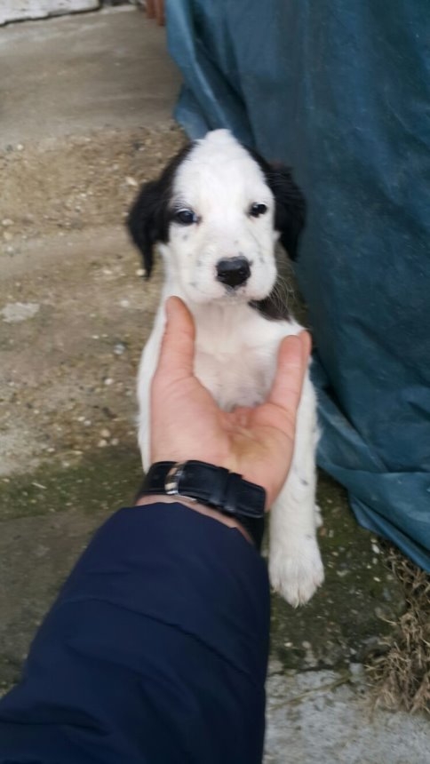 Setter Cinsi Av Köpeği Kayıp