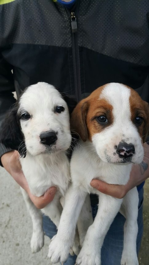 Setter Cinsi Av Köpeği Kayıp