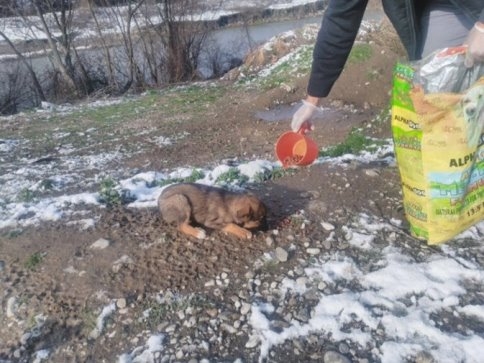 Sokak Hayvanlarını Kar ve Kışta Belediye Beslemeye Devam Ediyor