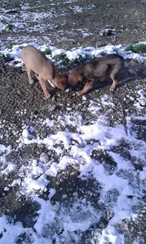 Sokak Hayvanlarını Kar ve Kışta Belediye Beslemeye Devam Ediyor