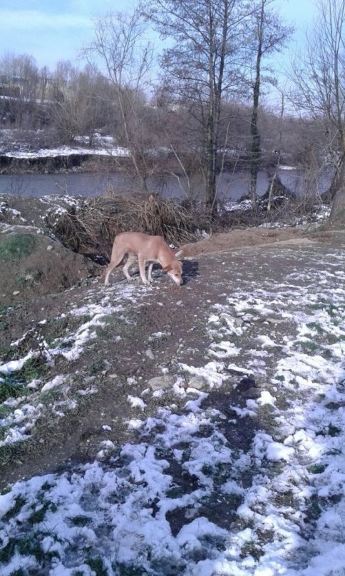 Sokak Hayvanlarını Kar ve Kışta Belediye Beslemeye Devam Ediyor
