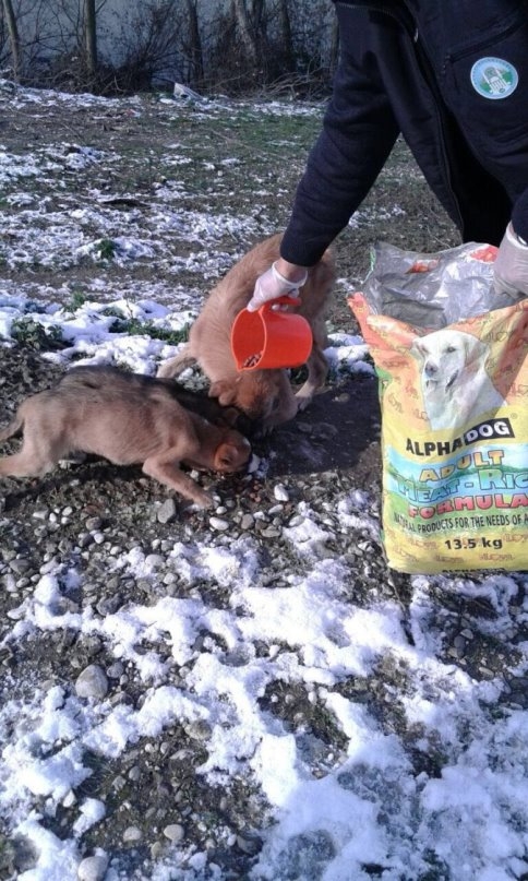 Sokak Hayvanlarını Kar ve Kışta Belediye Beslemeye Devam Ediyor