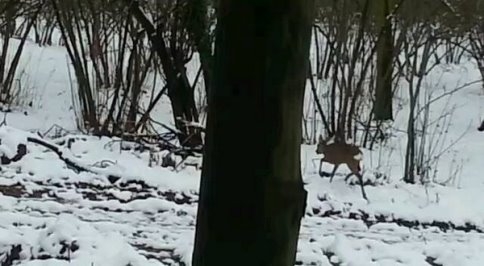 Ormanda Aç Kalan Karaca Köye İndi