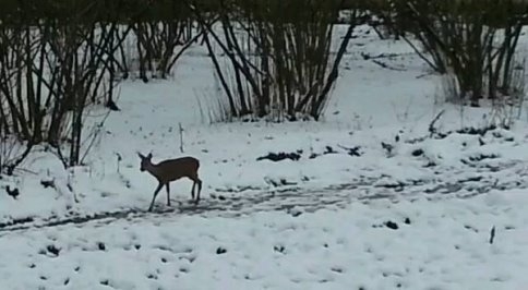 Ormanda Aç Kalan Karaca Köye İndi