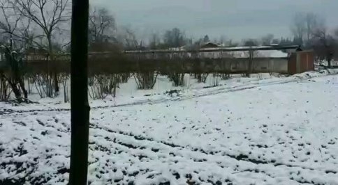 Ormanda Aç Kalan Karaca Köye İndi