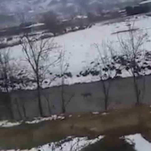 Yolunu Kaybeden Karaca Kuzuluğa İndi