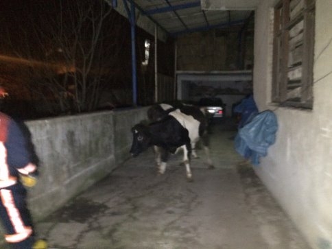 Samanlık ve Ahır yangını korkuttu