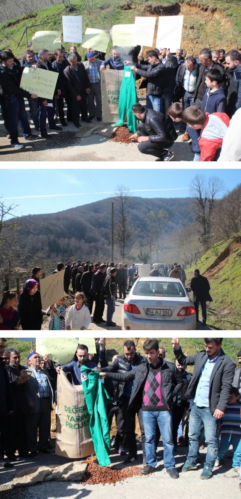 Fındık Üreticileri Düşen Fındık Fiyatlarını Protesto Ettiler