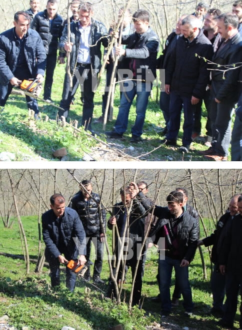 Fındık Üreticileri Düşen Fındık Fiyatlarını Protesto Ettiler