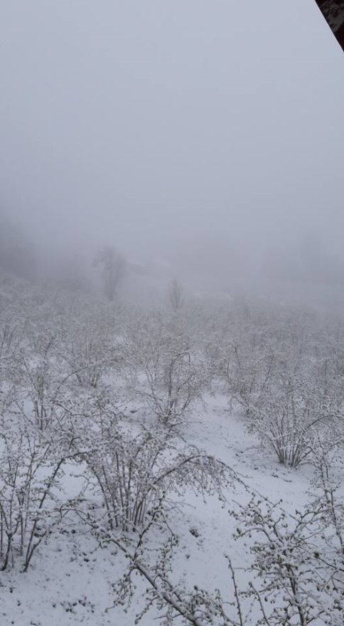 Kar Yağdı Fındıklar Tehlikeye Girdi