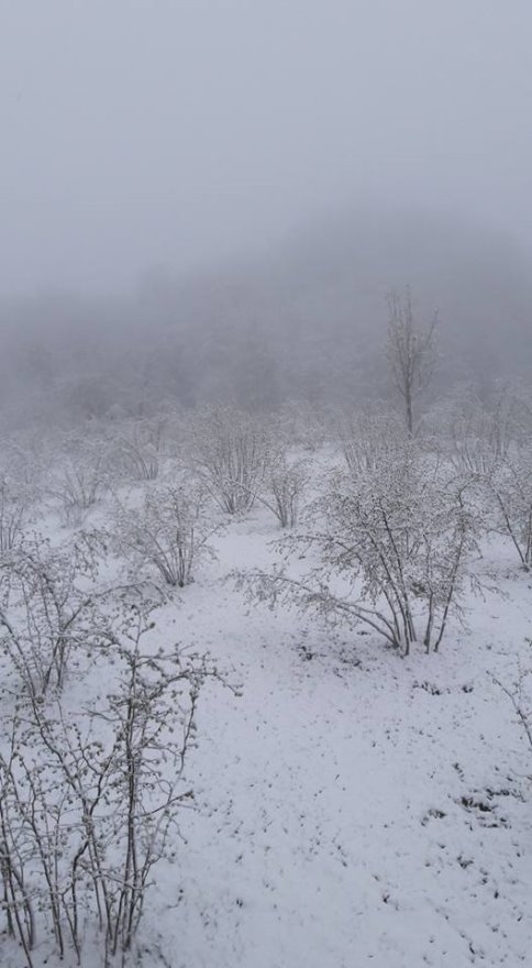 Kar Yağdı Fındıklar Tehlikeye Girdi